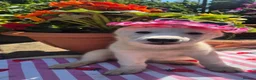 Siberian Husky dogs for sale: 1 white female husky pup 1st & 2nd Vaccines! - Advert 10
