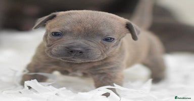 Staffordshire Bull Terrier dogs - Advert 5