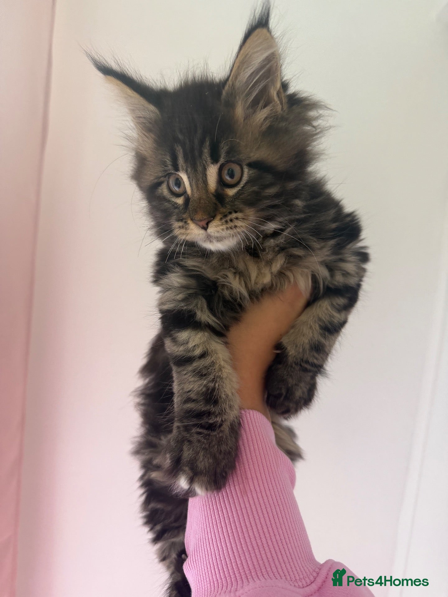 Maine Coon cats 🐾 MAINE COON KITTEN LAST ONE  🐾 - Advert 1