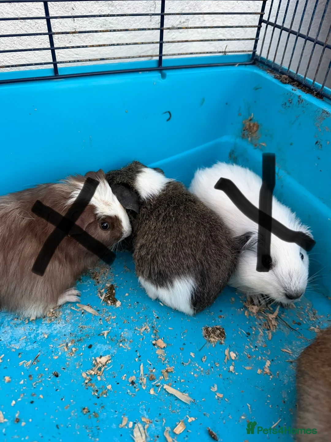 Guinea Pig rodents for sale: Male guinea pigs - Advert 2