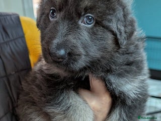 German Shepherd dogs ONE LEFT, READY TO GO NOW Gorgeous Shepherd Girl - Advert 4