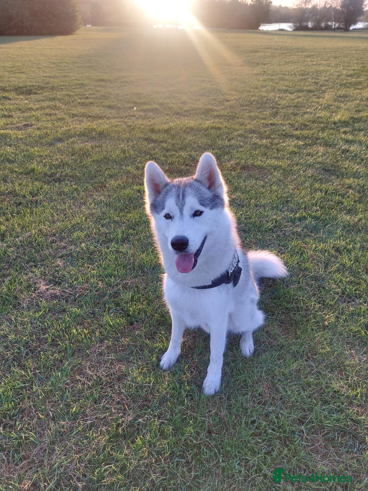 Siberian Husky dogs Thor  - Advert 13