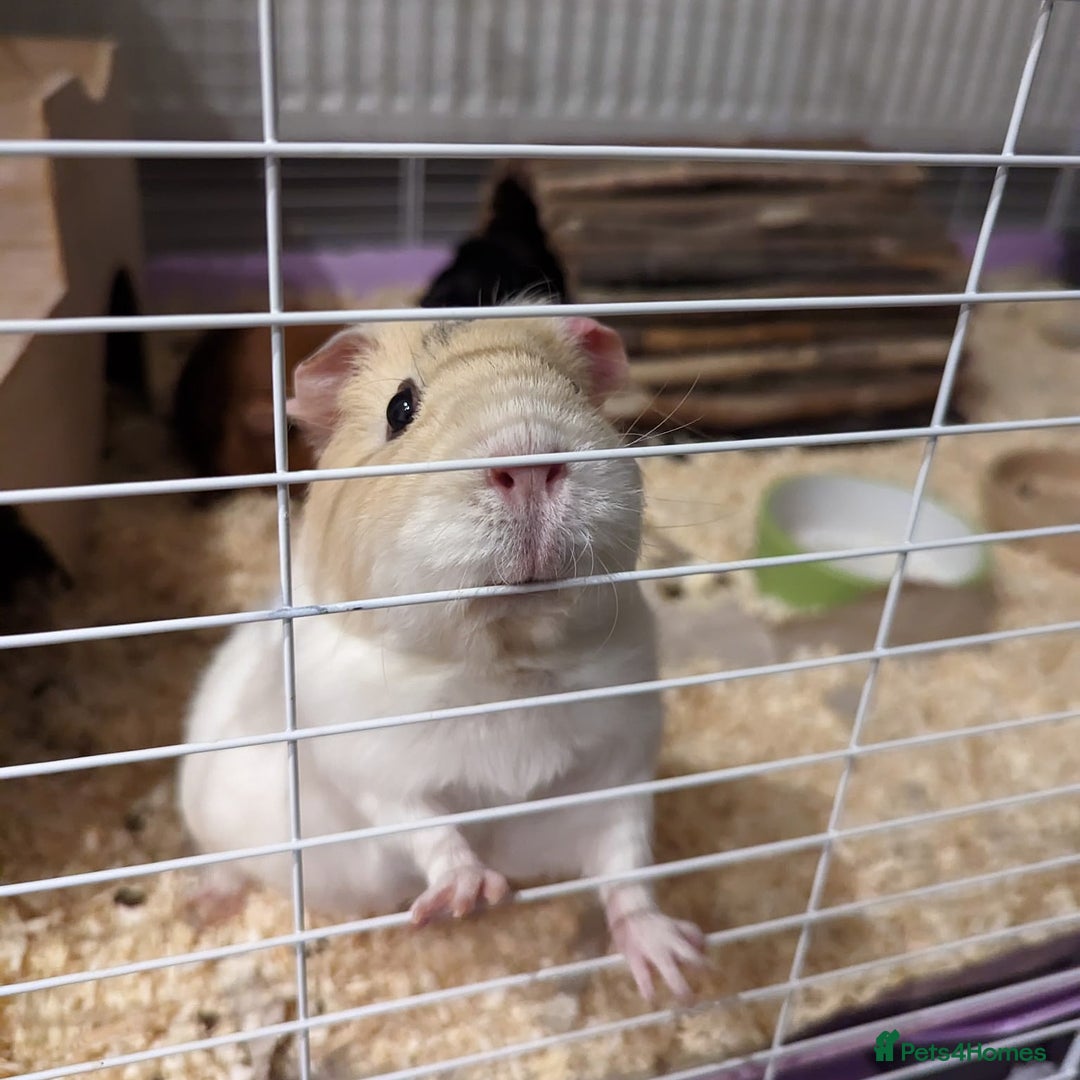 Guinea Pig rodents for sale: Parsnip - Image 2