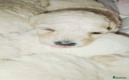 Miniature Poodle dogs for sale: Miniature poodle  - Image 10