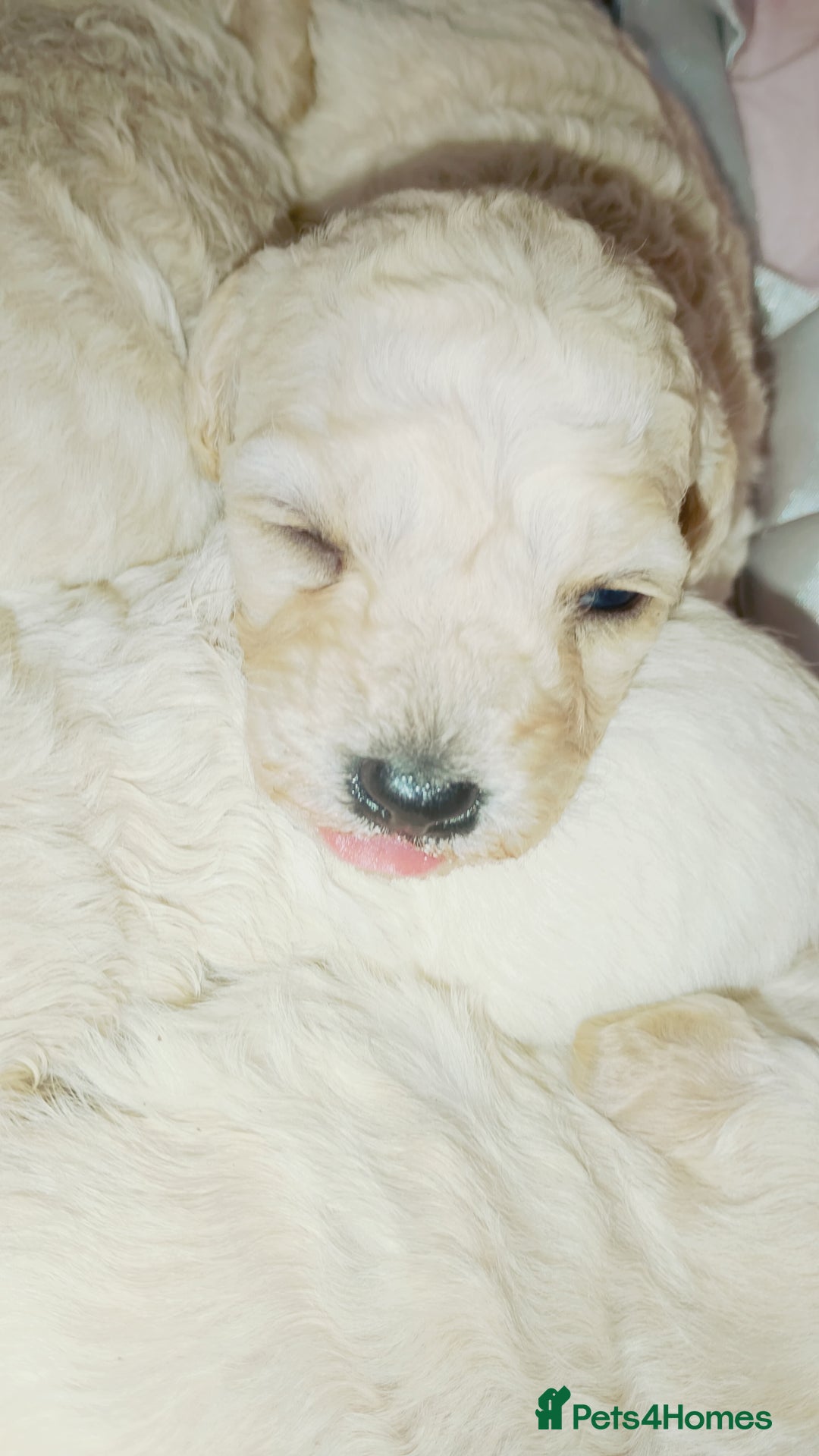 Miniature Poodle dogs for sale: Miniature poodle  - Image 10