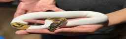 Python Snake reptiles for sale: Beautiful female Pied Royal python.  - Advert 2