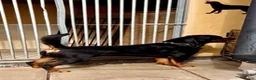 Rottweiler dogs for stud: Romanian Junior Champion Rottguardian Igor - Advert 6