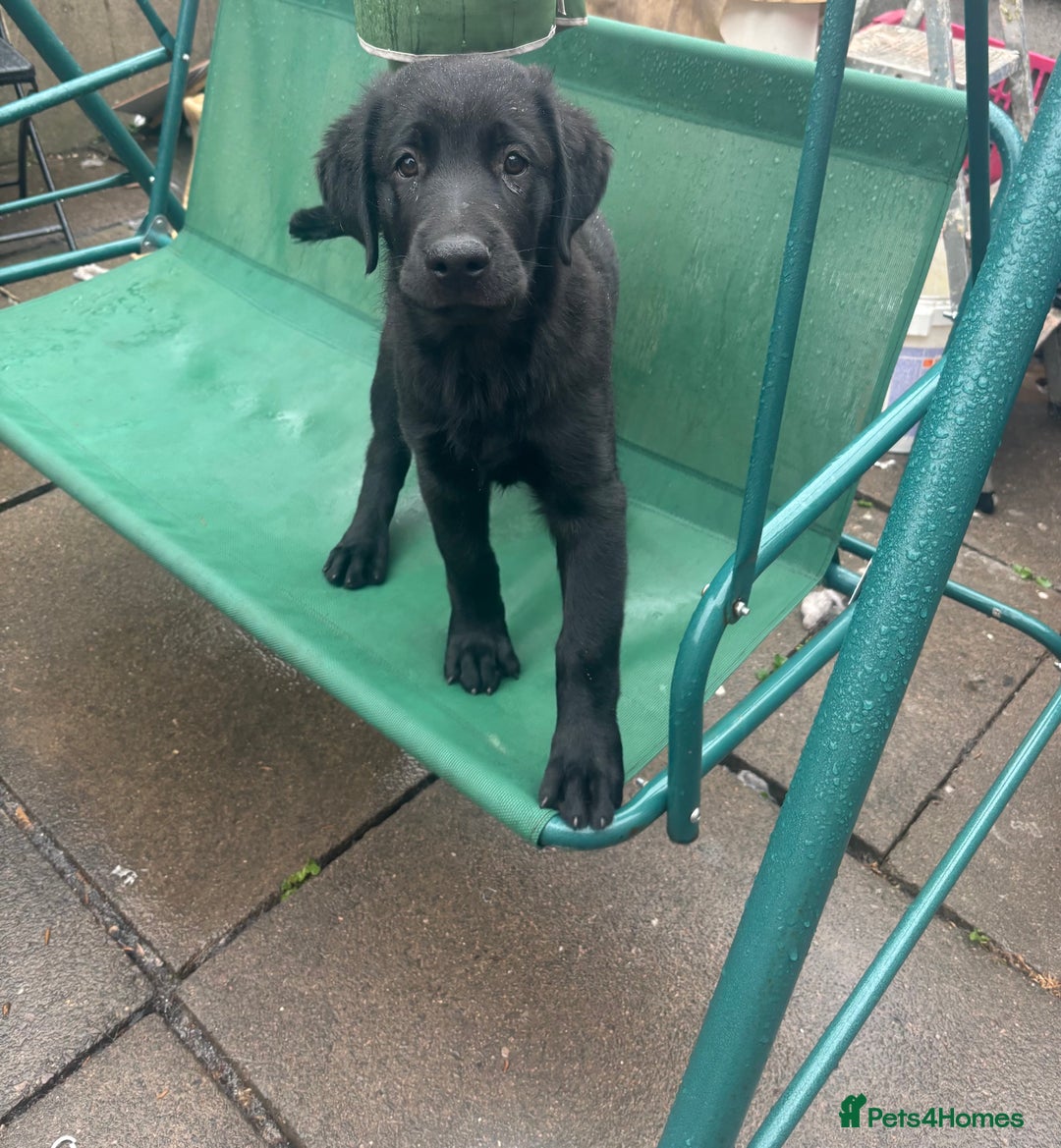 Mixed Breed dogs for sale: Last 3 Lovely Puppies looking forever home!! - Image 2