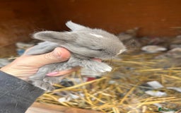 Netherland Dwarf rabbits for sale: Beautiful Mini lop and Netherland dwarf bunnies  - Advert 16