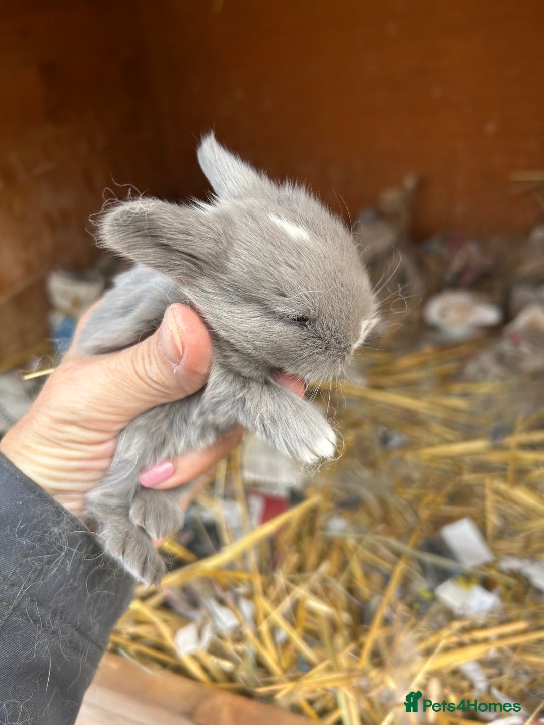 Netherland Dwarf rabbits for sale: Beautiful Mini lop and Netherland dwarf bunnies  - Advert 16