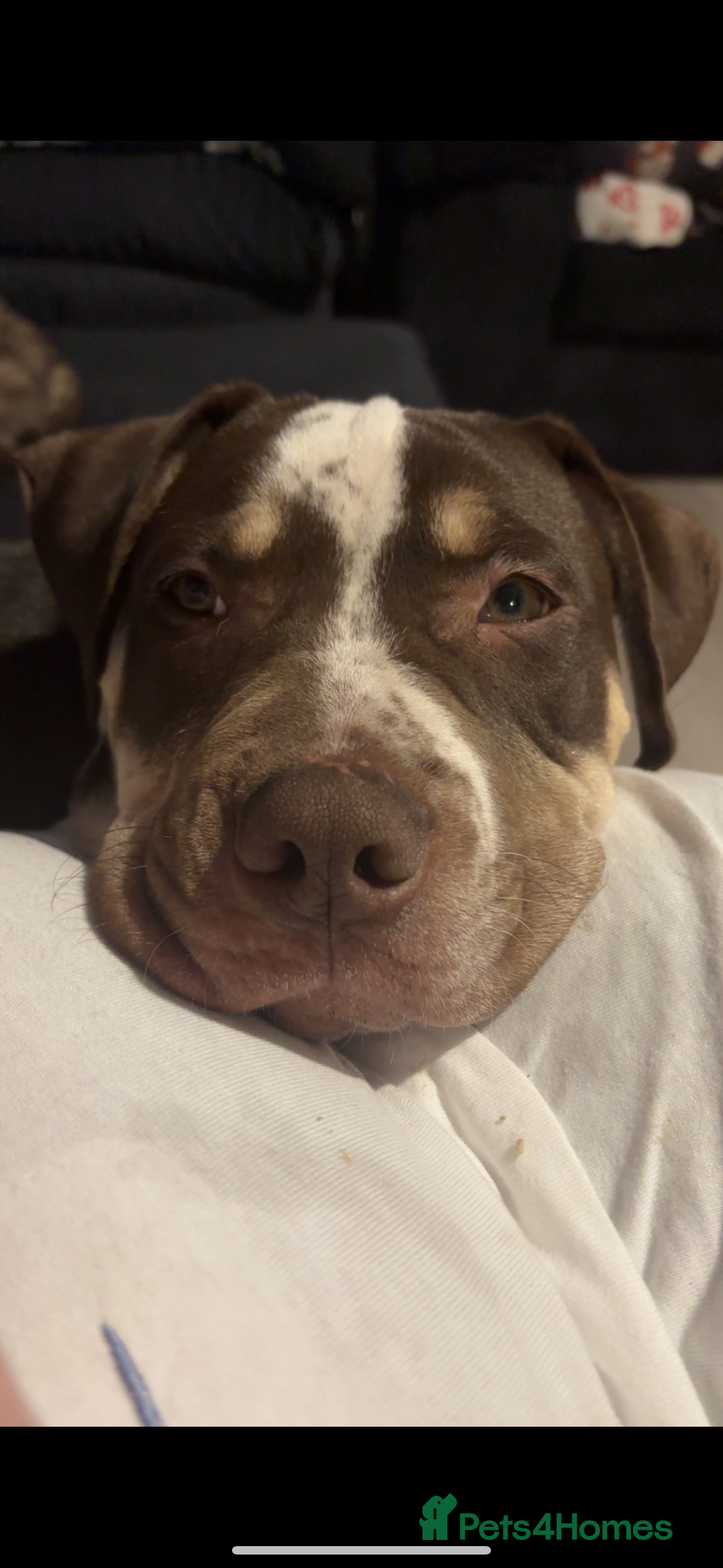 American Bulldog dogs 6 month old American bulldog - Advert 2