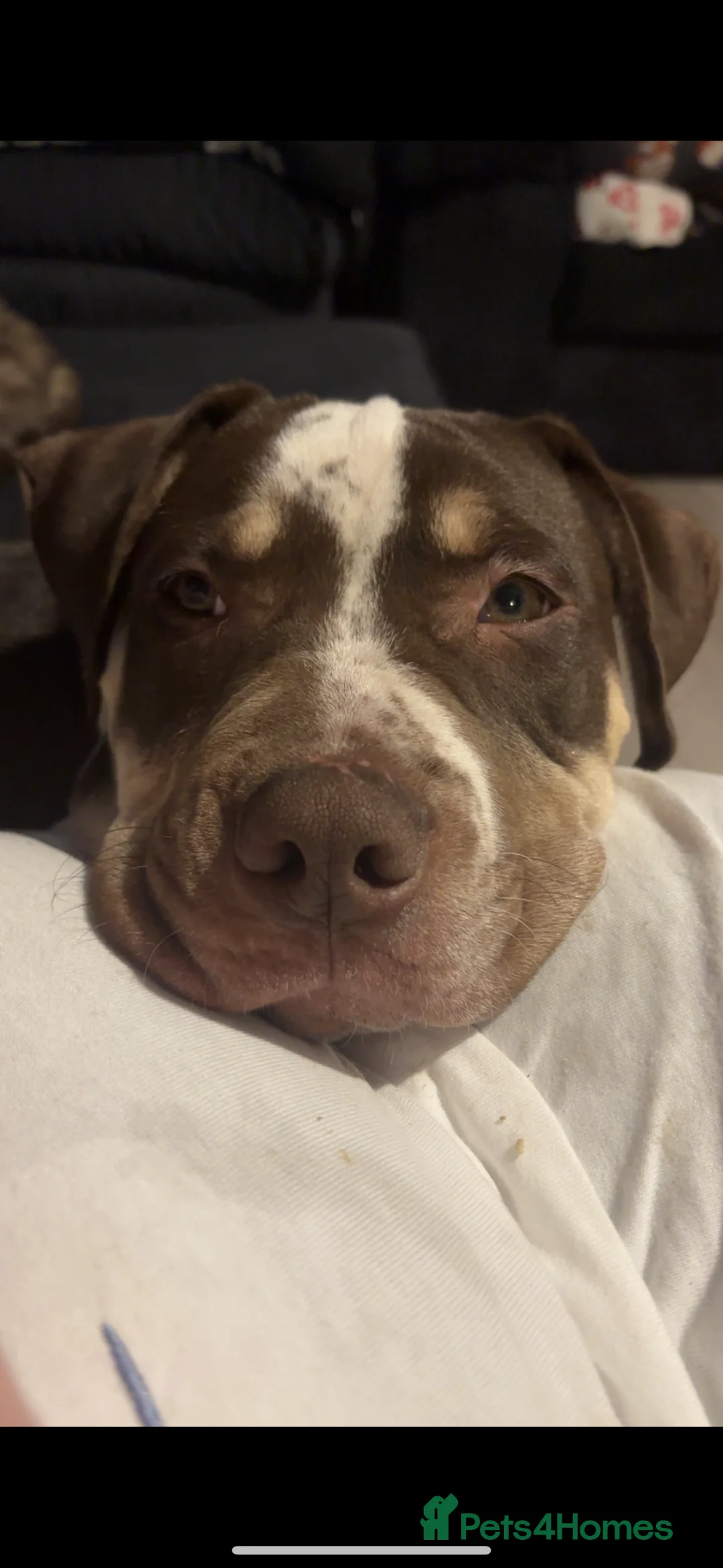 American Bulldog dogs for sale: 6 month old American bulldog - Advert 1