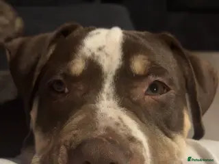 American Bulldog dogs 6 month old American bulldog - Advert 4