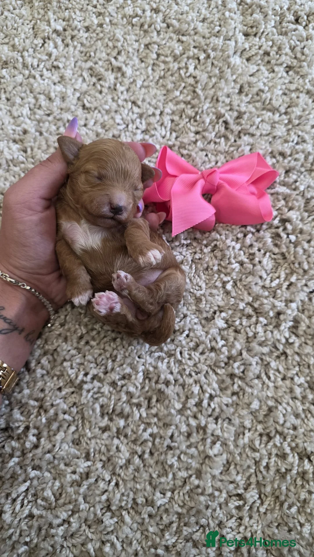 Maltipoo dogs for sale: Beautiful tiny Maltipoo puppies 🐶 - Advert 2