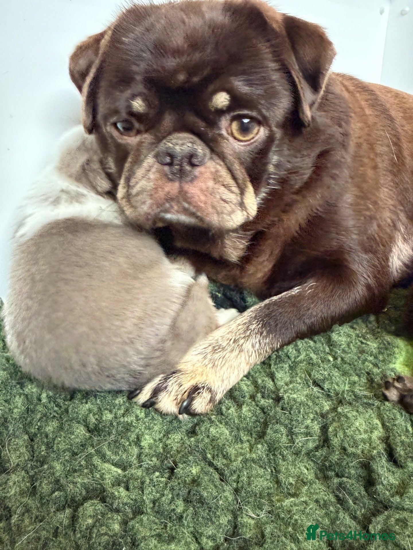 Pug dogs Kc lilac and choc pugs - 5 star licenced breeder - Advert 1