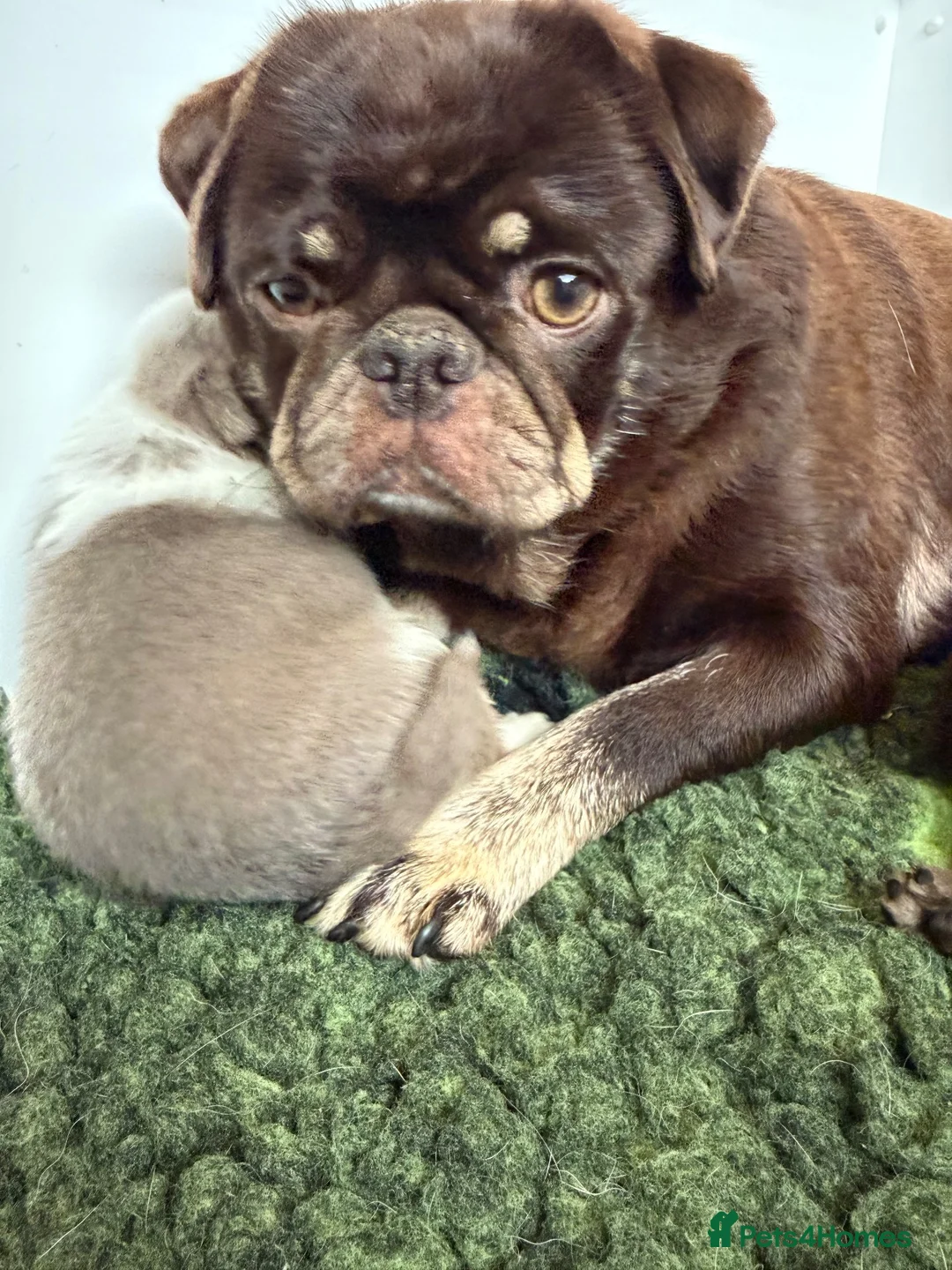 Pug dogs for sale: Kc lilac and choc pugs - 5 star licenced breeder - Advert 1