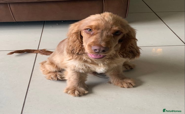 Cocker Spaniel dogs - Advert 1