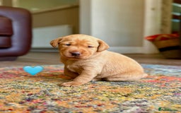 Labrador Retriever dogs for sale: Fox Red Labrador Puppies From Working Parents - Image 4