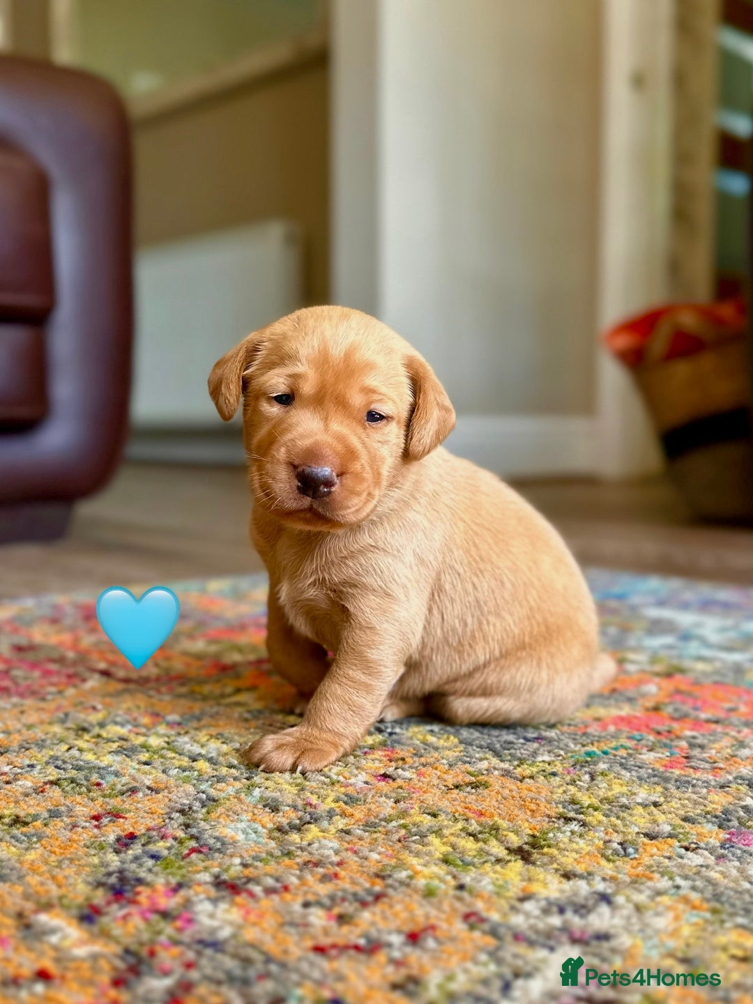 Labrador Retriever dogs for sale: Fox Red Labrador Puppies From Working Parents - Image 4