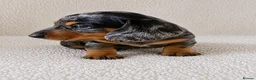 Miniature Dachshund dogs for sale: 5★ LICENSED BREEDER • KC REG BOYS READY NOW  - Advert 17