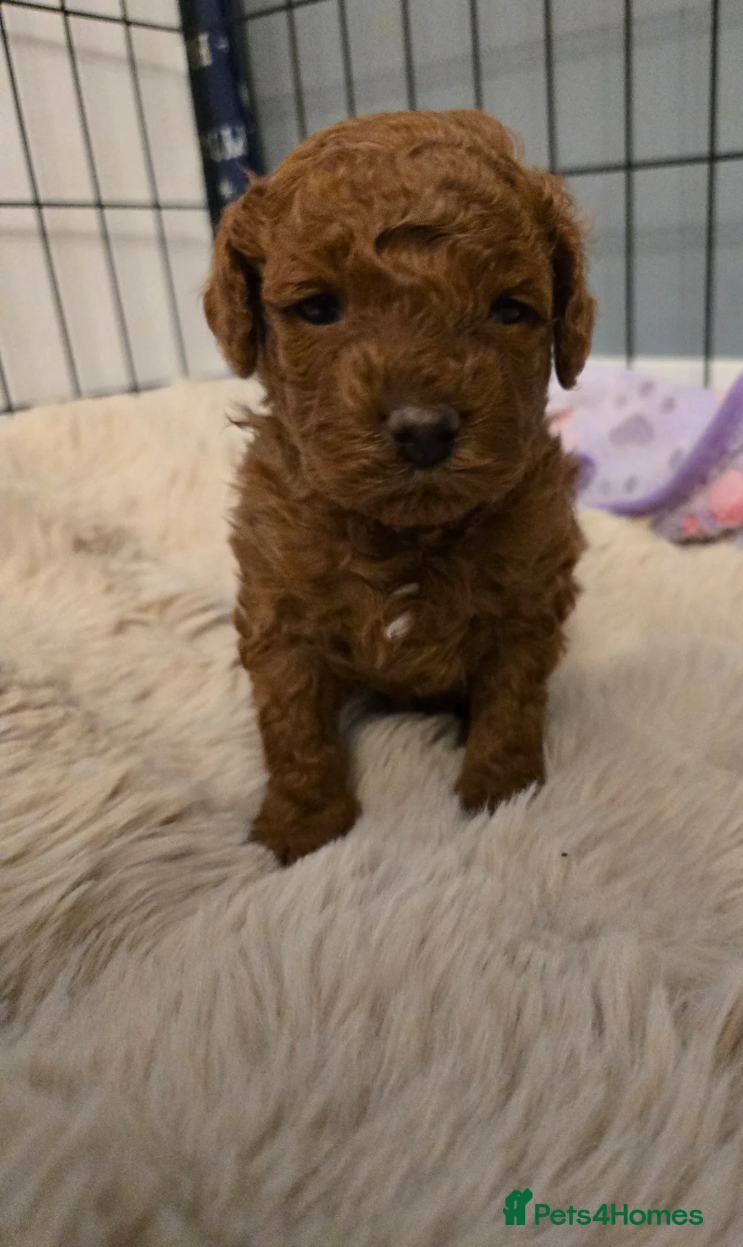 Mixed Breed dogs for sale: TOY X MINIATURE POODLE PUPPY-RED - Advert 1
