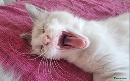 Ragdoll cats for sale: Beautiful ragdolls   - Image 9