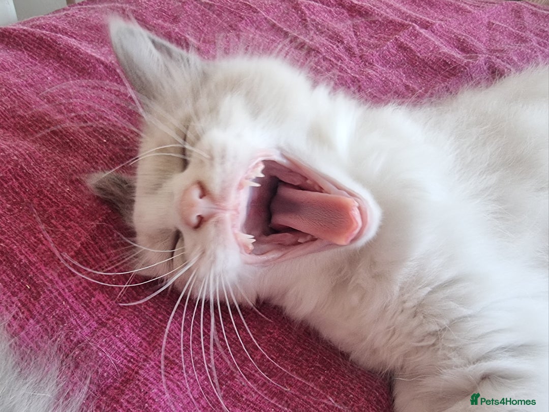 Ragdoll cats for sale: Beautiful ragdolls   - Image 9
