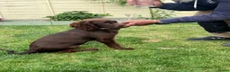 Cocker Spaniel dogs for sale: Working cocker spaniel  in Middlewich - Advert 3