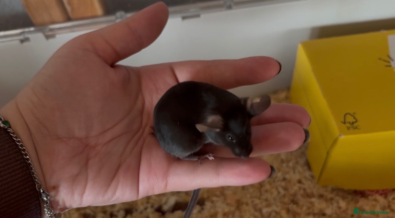 Mouse rodents FRIENDLY BABY MALE FANCY MICE FOR SALE - Advert 2