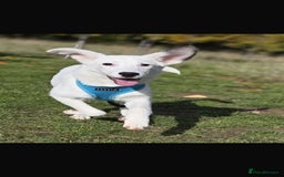 Mixed Breed dogs for adoption: Kira for adoption - Image 1