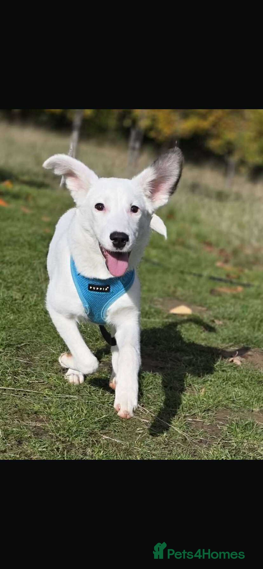 Mixed Breed dogs for adoption: Kira for adoption - Image 1