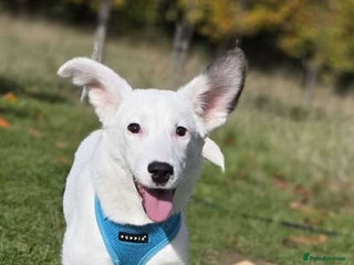 Mixed Breed dogs - Advert 2