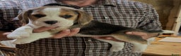 Beagle dogs for sale: Champion Bred Puppies (KC Reg) in Matlock - Advert 16