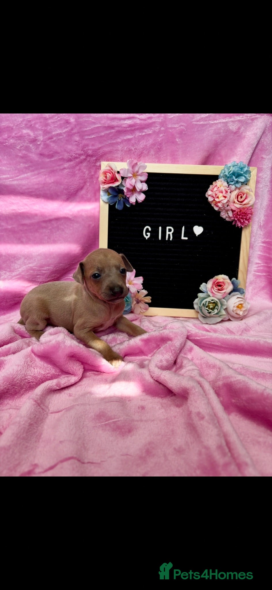 Italian Greyhound dogs Outstanding Italian Greyhound Puppies - Advert 9