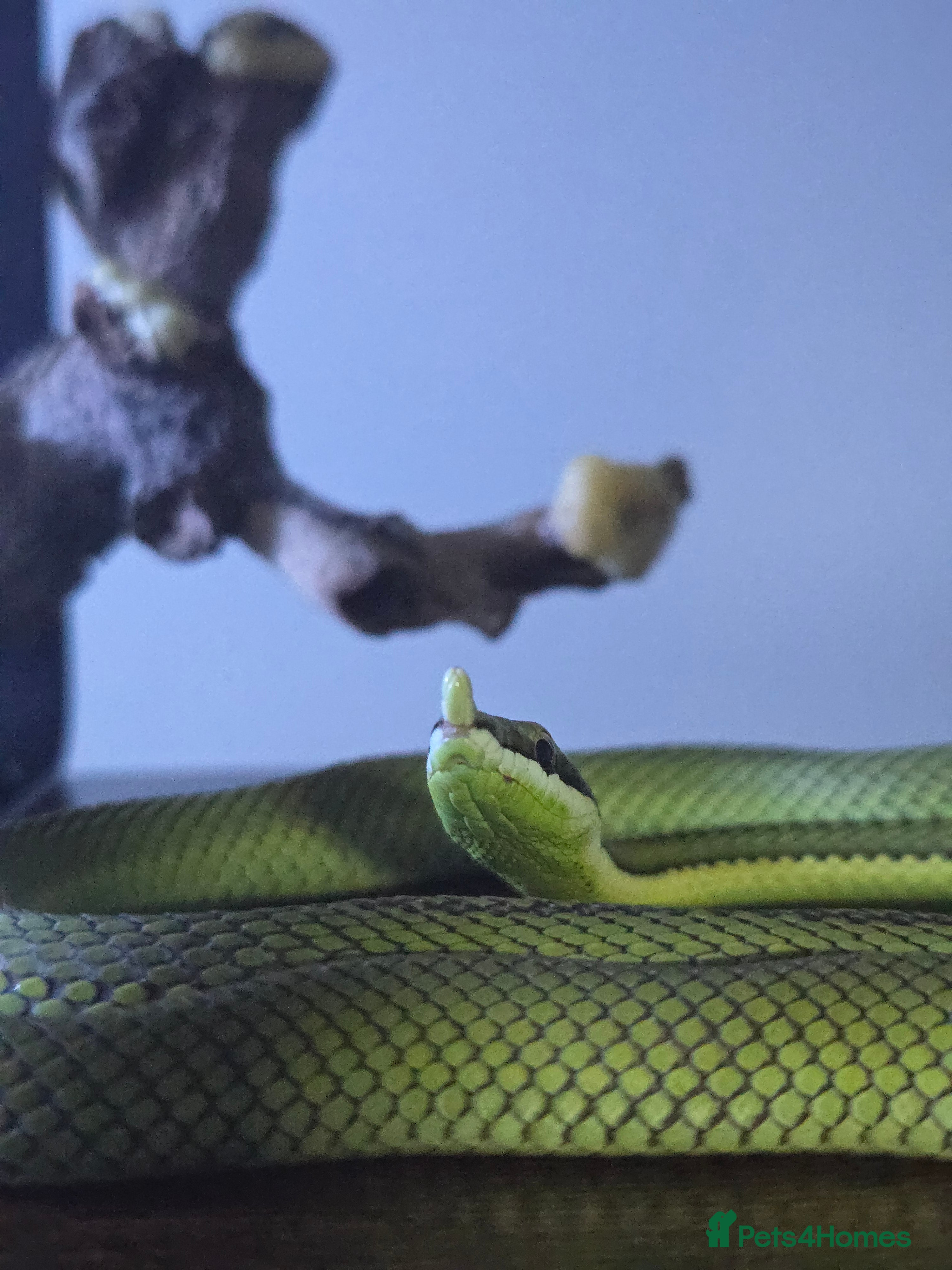 Snake reptiles CB25 Barons Racer  - Advert 12