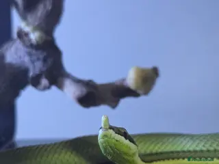 Snake reptiles CB25 Barons Racer - Advert 12