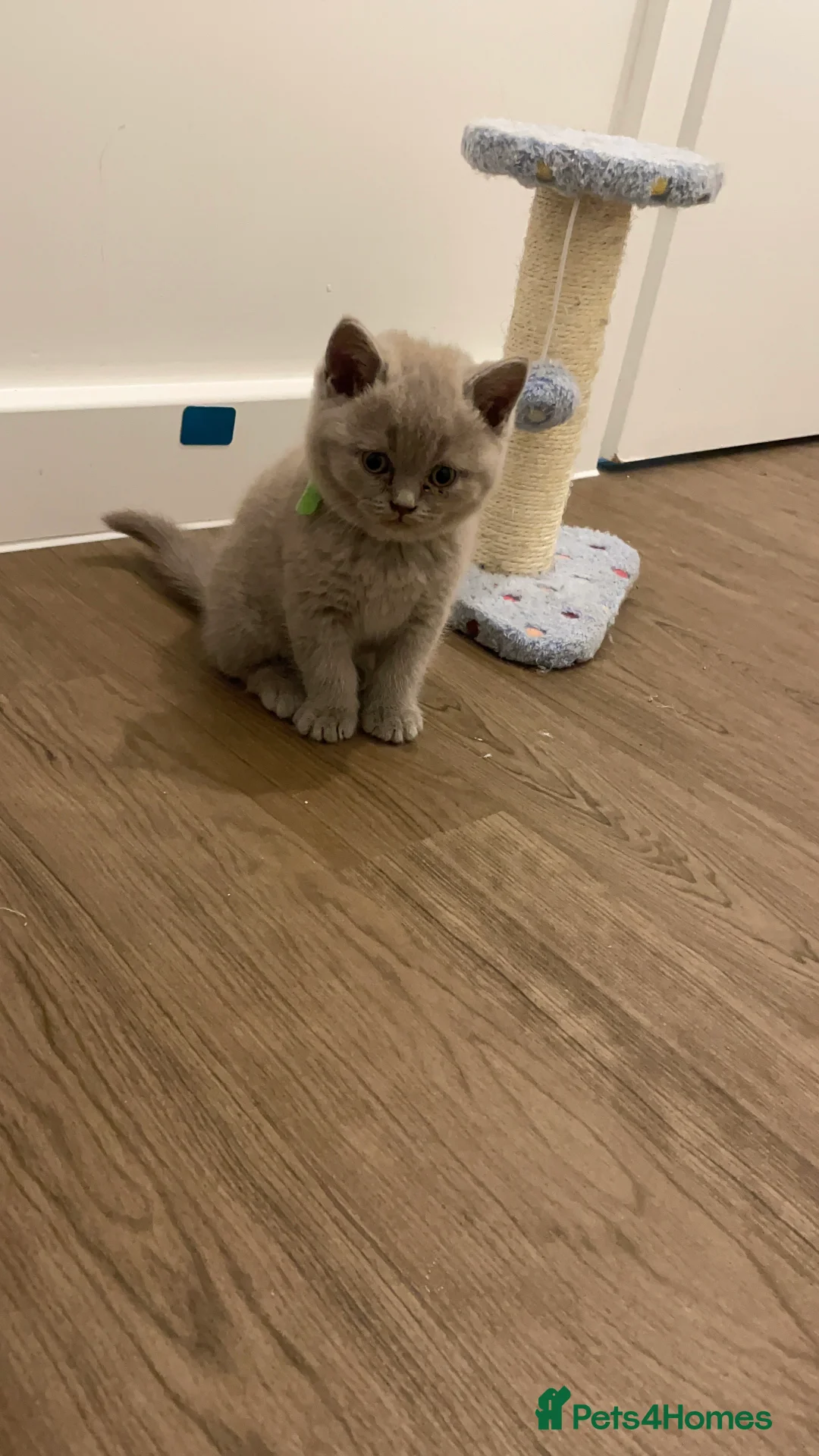 British Shorthair cats for sale: Pedigree British shorthair kittens  - Advert 2