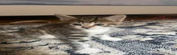 Cornish Rex cats for sale: Half Cornish Rex and Half Domestic kittens.  - Advert 6