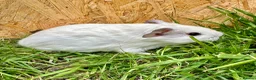 Guinea Pig rodents for sale: Young Guinea pigs  - Advert 10