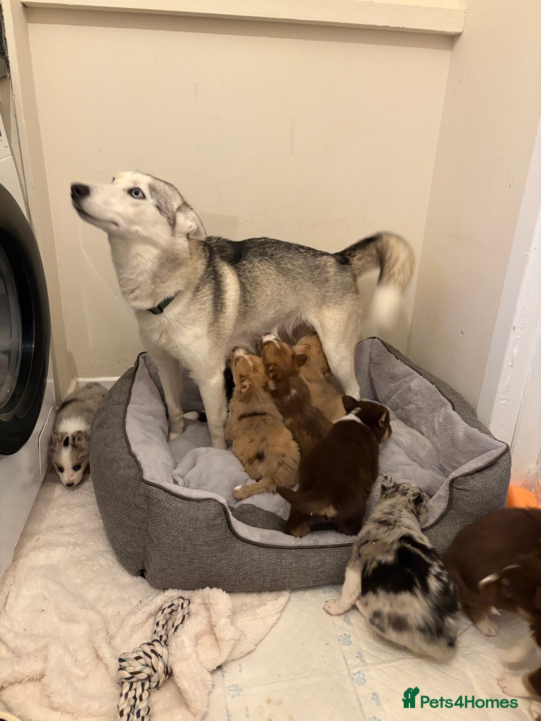 Mixed Breed dogs for sale: Beautiful Husky x Australian Shepherd Puppies - Advert 16