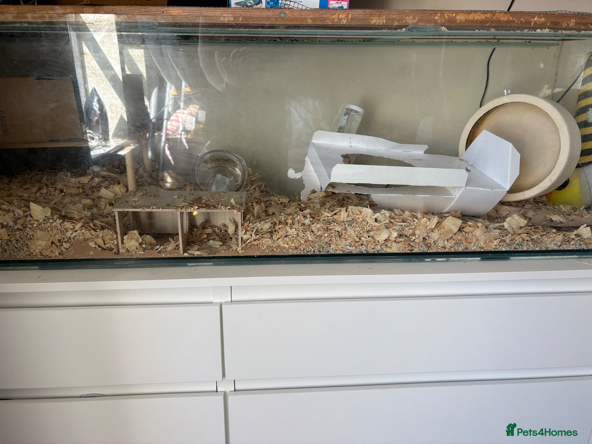 Gerbil rodents 2 male gerbils - Advert 2