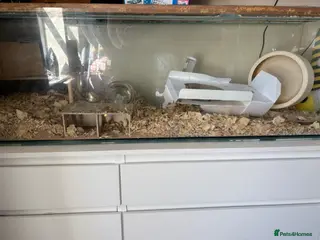 Gerbil rodents 2 male gerbils - Advert 2