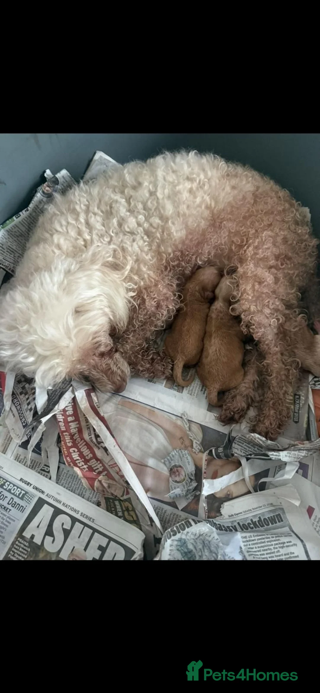 Toy Poodle dogs for sale: Toy Poodle puppies, male x2, ready now in Accrington - Advert 2