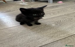 Mixed Breed cats for sale: Beautiful little long haired fluffy black kittens - Image 1