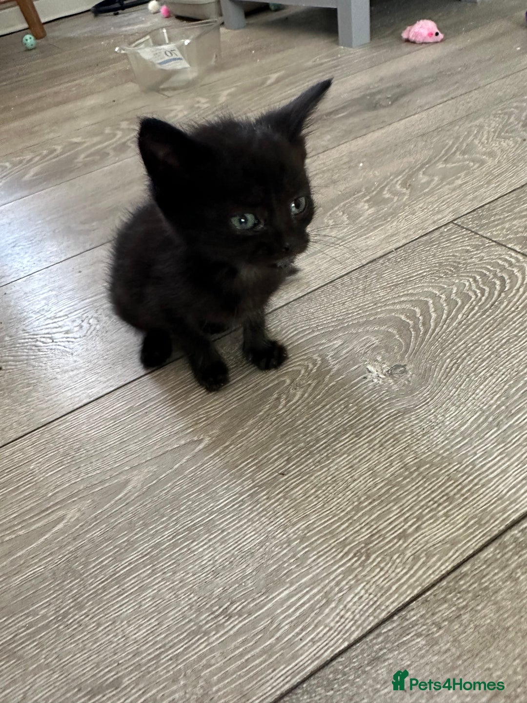 Mixed Breed cats for sale: Beautiful little long haired fluffy black kittens - Image 1