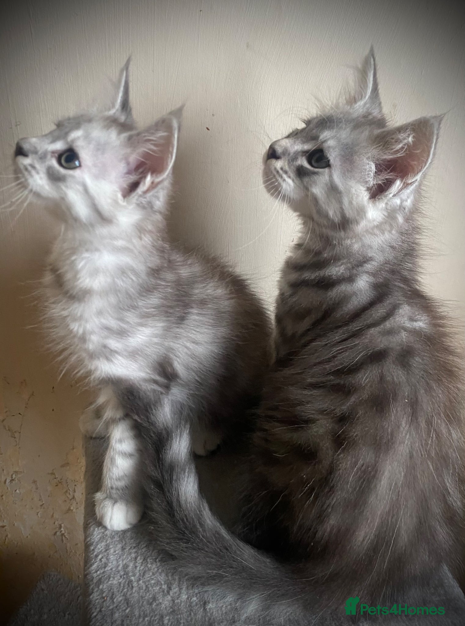 Maine Coon cats for sale: Silver tabby Full Maine Coon Kittens  - Advert 10