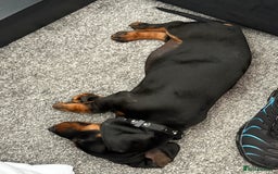 Dachshund dogs for sale: Dashaud - Image 1