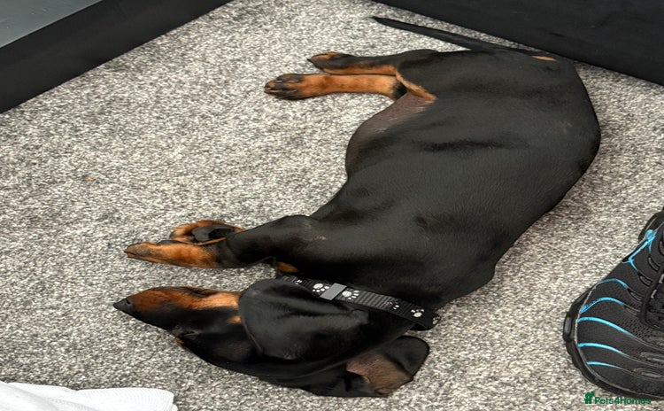 Dachshund dogs - Advert 1