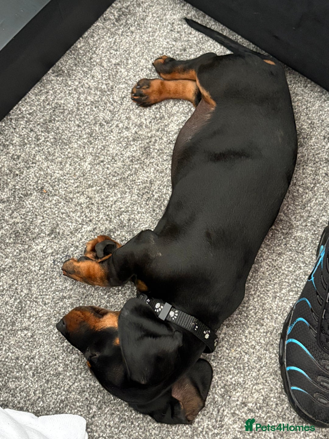 Dachshund dogs for sale: Dashaud - Image 1