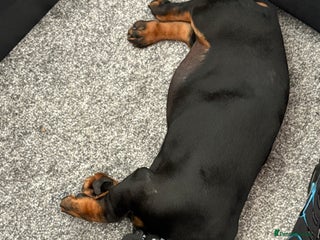 Dachshund dogs for sale - Advert 1